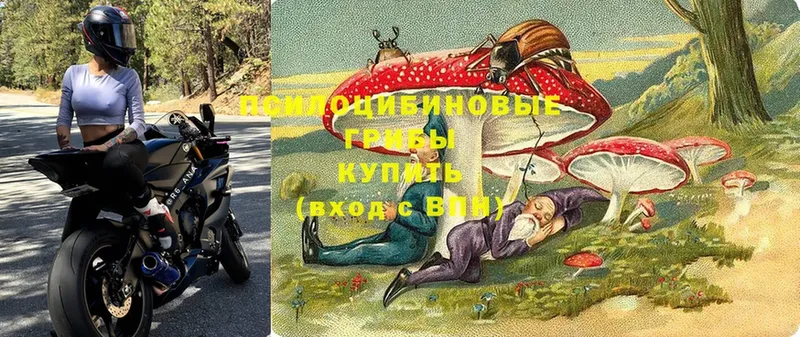 Псилоцибиновые грибы Psilocybe  OMG зеркало  Вуктыл  купить закладку 